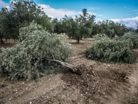 -kamulastirma-sureci-tamamlanmamasina-ragmen-zeytin-agaclari-kesiliyor-haberi