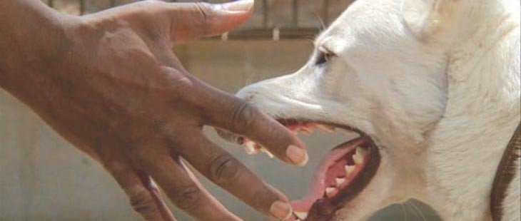 Halı altına süpürülmüş bir film ‘White Dog’