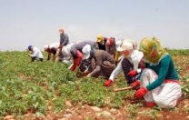 Tarım İşçiliğinde Kadınlar Ucuza Çalıştırılıyor, Şartları da Çok Kötü