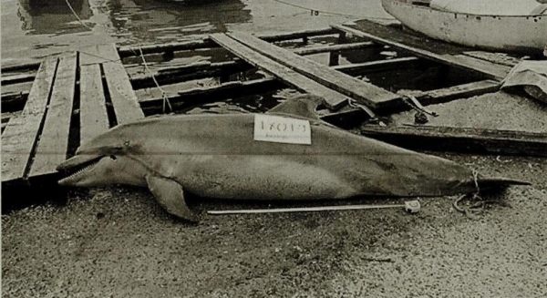 yunus