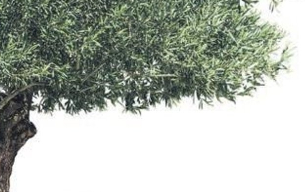 Zeytin Kuşu’nun kökleri