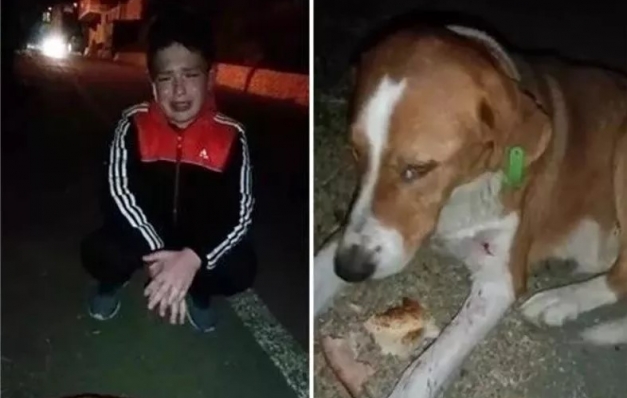Tüfekle vurulan köpeğin başında ağladı