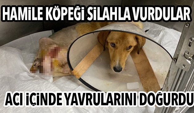 Ruhsatlı ya da ruhsatsız fark eder mi?